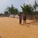 Panen Melimpah, Bhabinkamtibmas Polsek Tambakboyo Dampingi Petani Jemur Jagung Hasil Panen